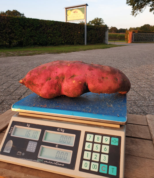 Süßkartoffeln