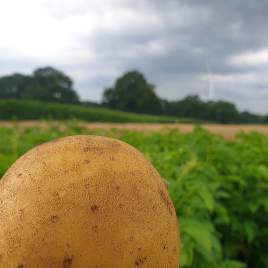 Kartoffeln
