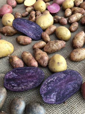 Kartoffeln in allen Farben!