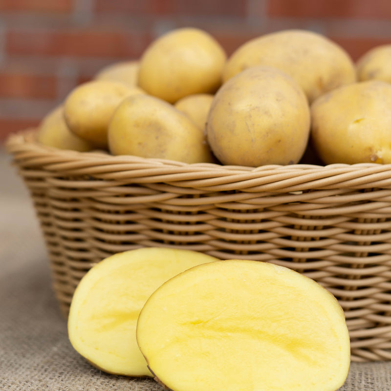 Laden Sie das Bild in Galerie -Viewer, Kartoffel - Sorte Alexandra (festkochend)
