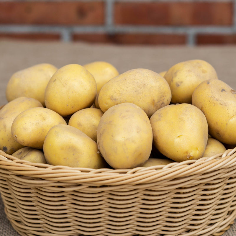 Laden Sie das Bild in Galerie -Viewer, Kartoffel - Sorte Alexandra (festkochend)
